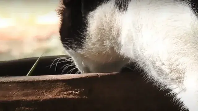 One Bowl Of Water | Short Film Nominee