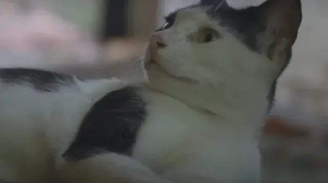 Omelette | Short Film of the Day