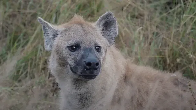 Into The Wild: The Kruger Story | Short Film Nominee