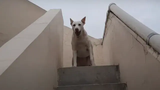 Quarantine | Short Film Nominee